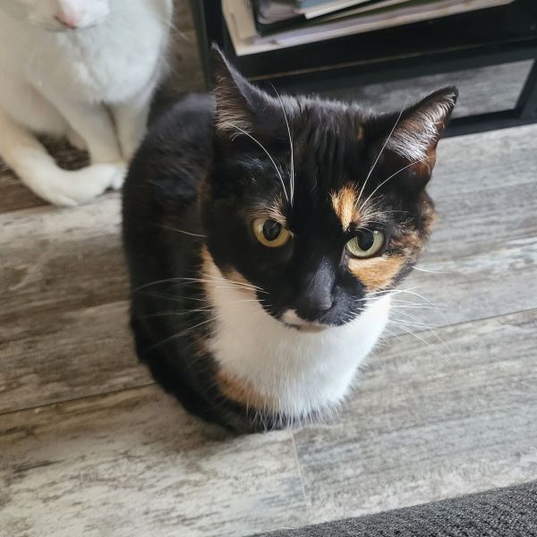 Mitsy