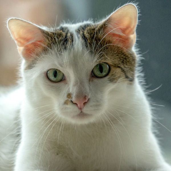 Maxi