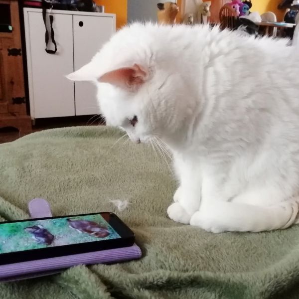 Mia
