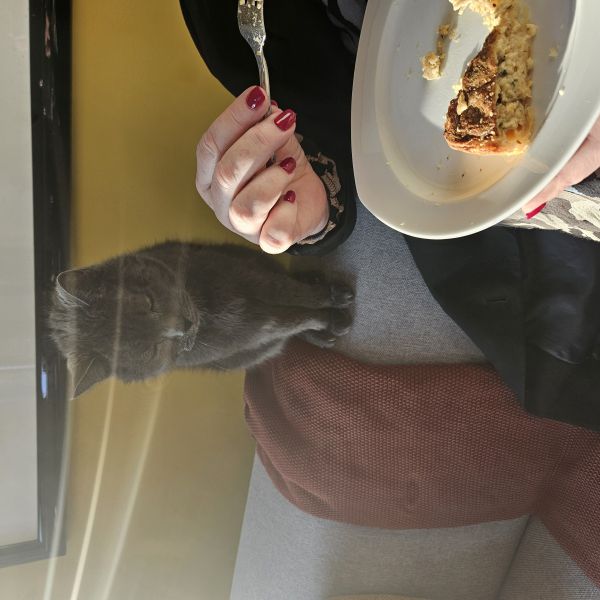 Gizmo