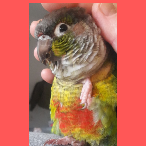 Karel