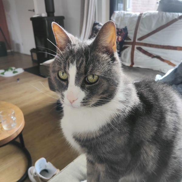 Tom