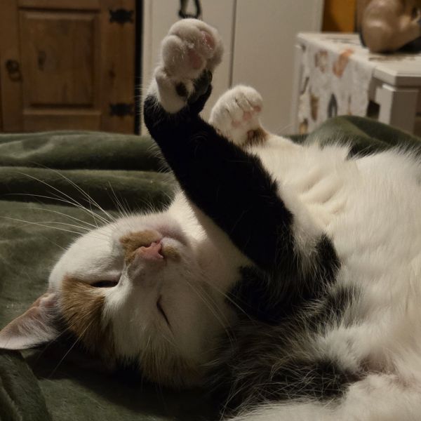Catootje
