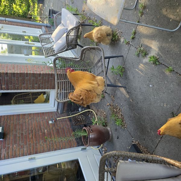 Vrouwelijke kippen 4x