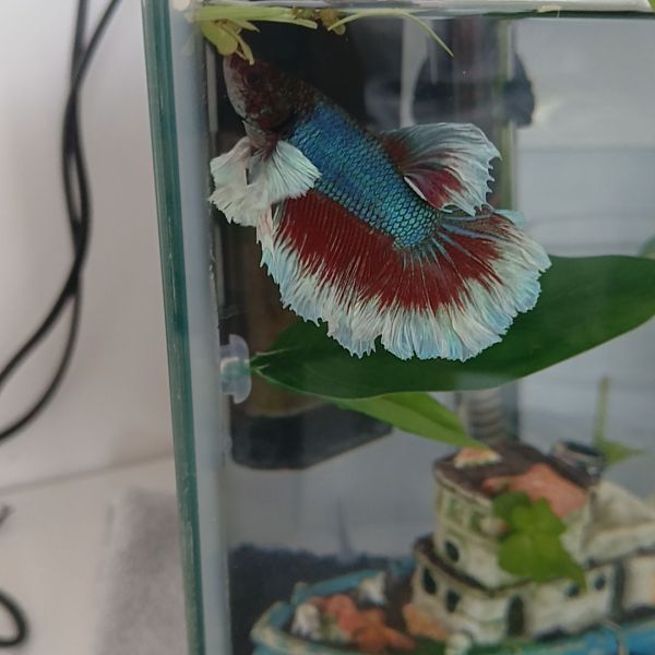 Blueberry