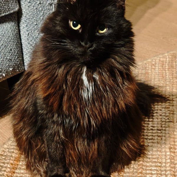 Onyx