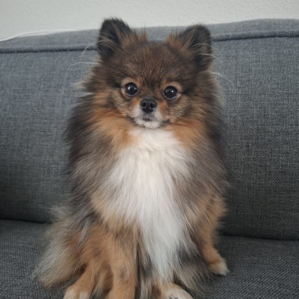 Rosie
