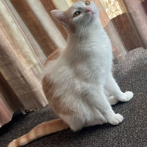 Millie