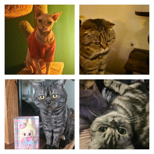 Latte, Porgje, Mew en Milky