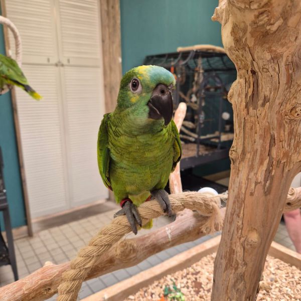 Leandra Bolier-Tijssen