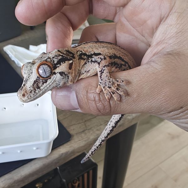 Gargoyle gekko