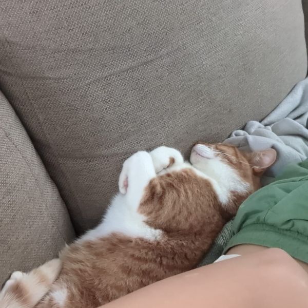 Bartje