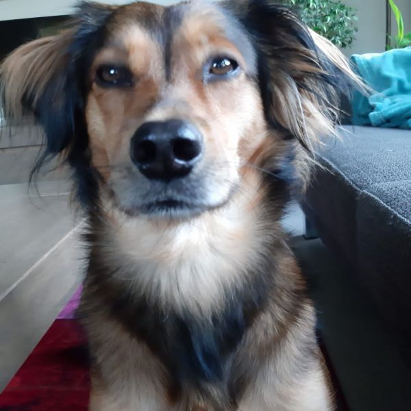 Leyla