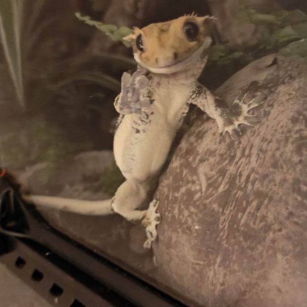 Wimpergekko