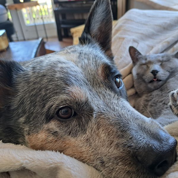 Moki