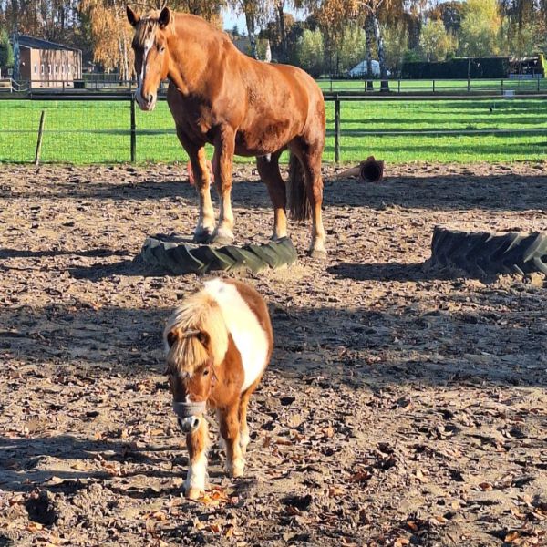 Victoir en Dex
