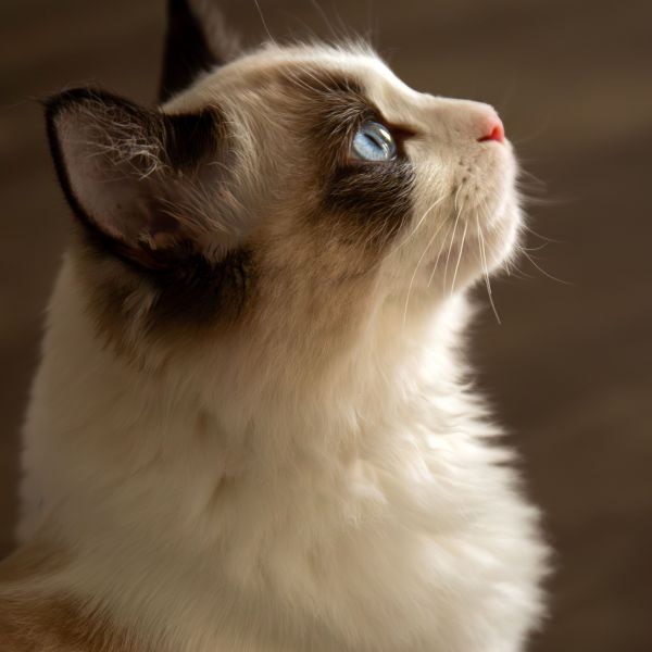 Bindi