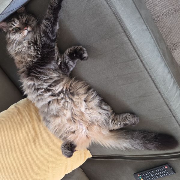 Garfield