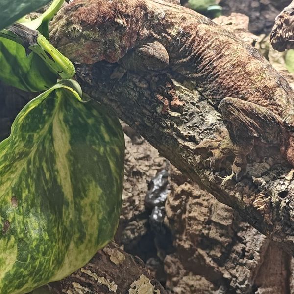 Chahoau gekko