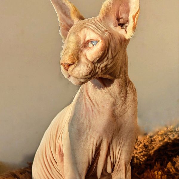 Casper