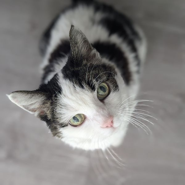 Floortje