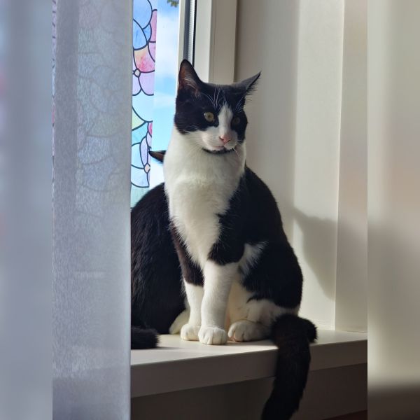 Figaro