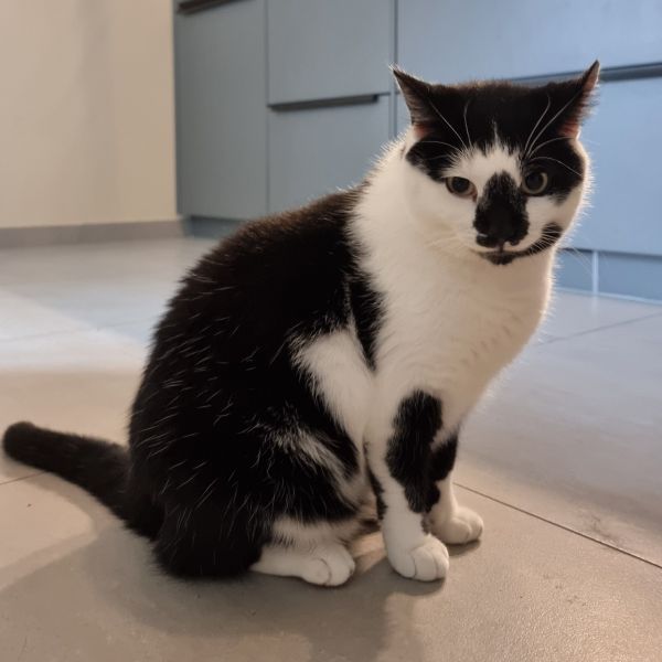 Oscar