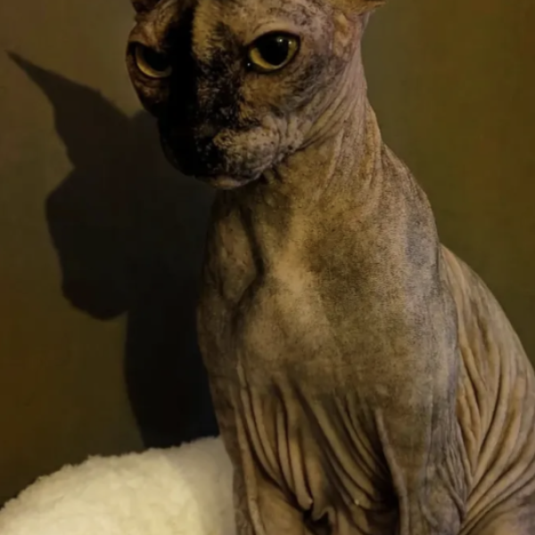 Cleo