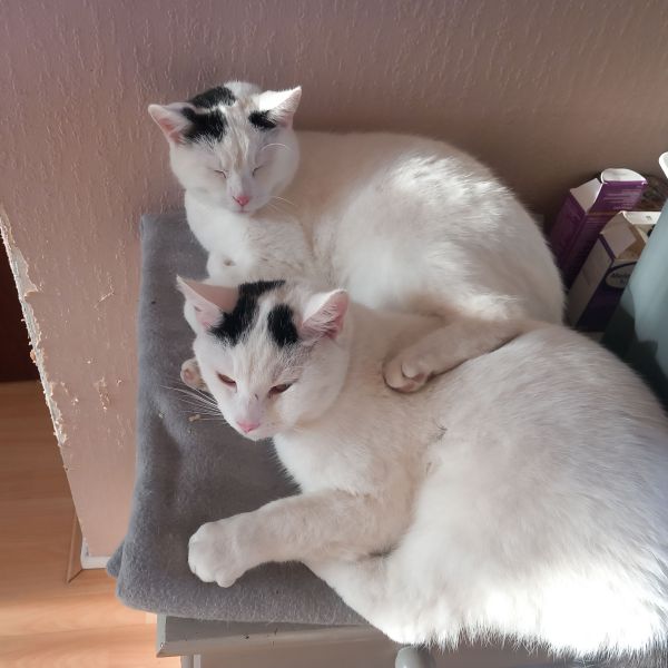 Feline en Guido