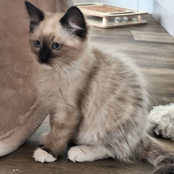 Yuki