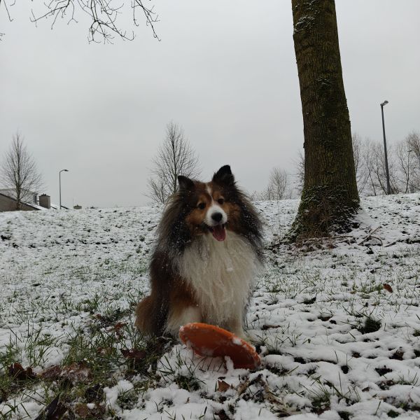 Kibo