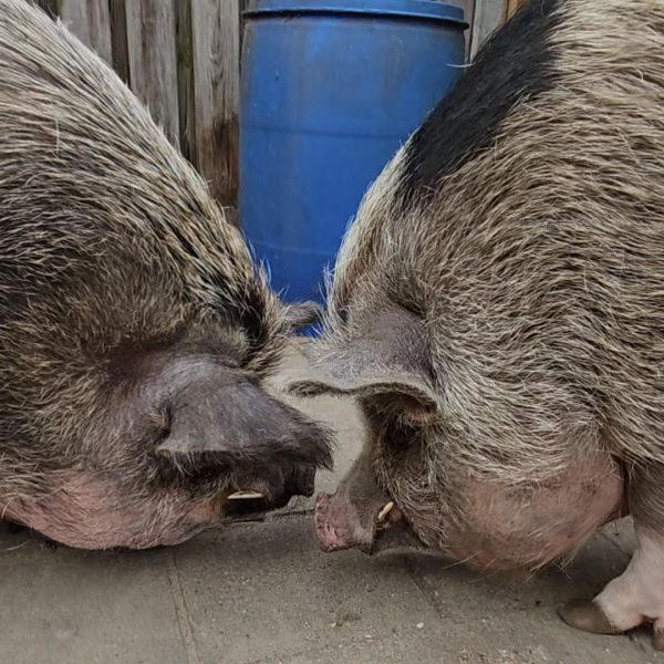 Fred&amp;edgar