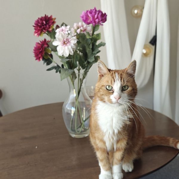 Bowie