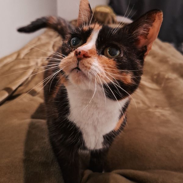 Jingles