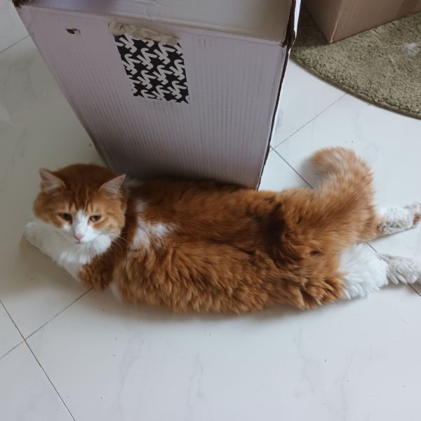Boy