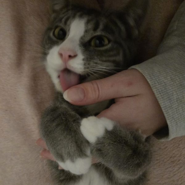 Miffy