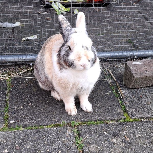 Nibbles