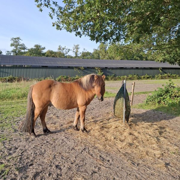 Ivar