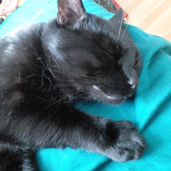 Lola