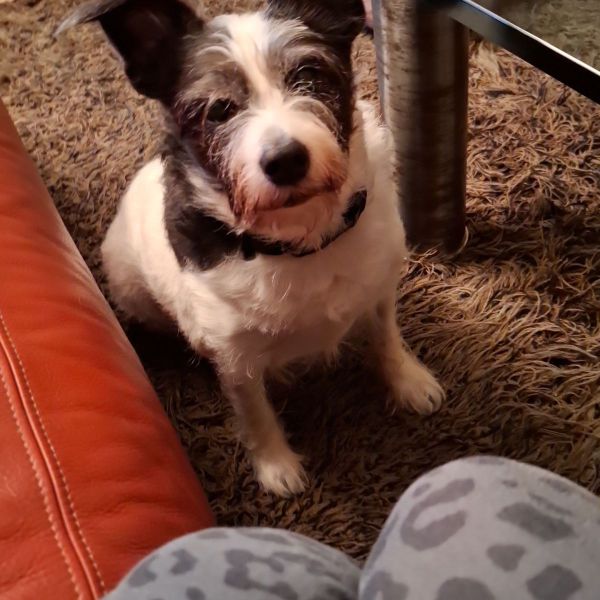 Pippy