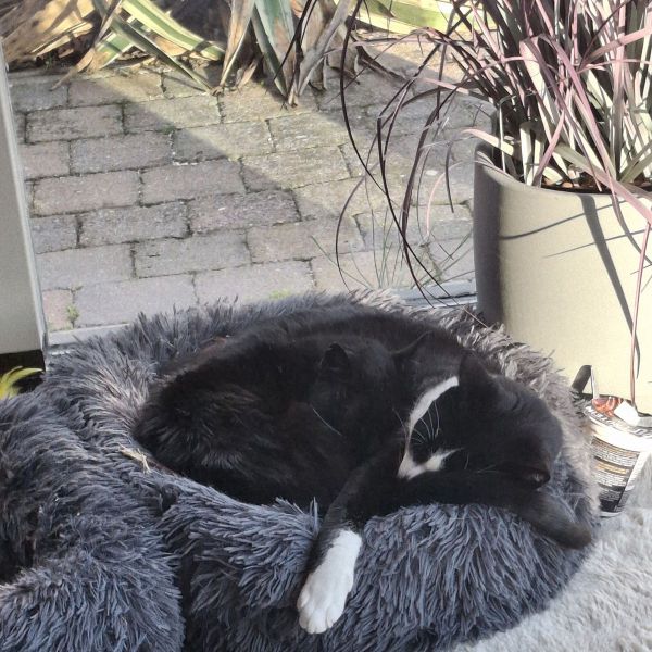 Poppetje