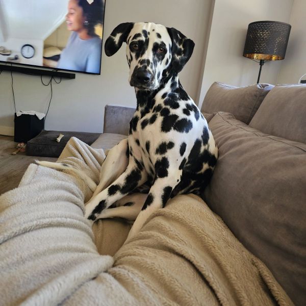 Beau