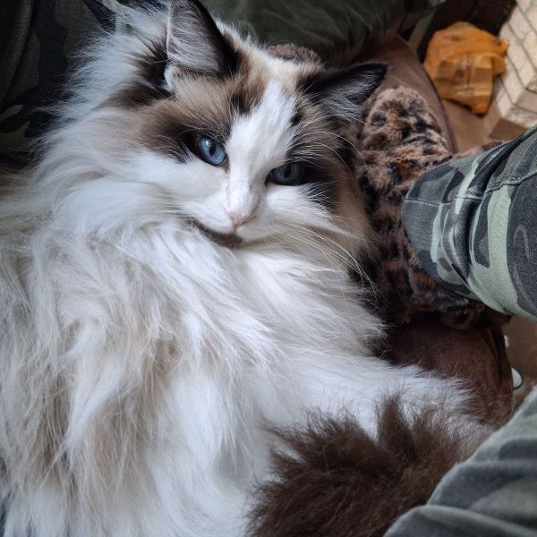 Lady
