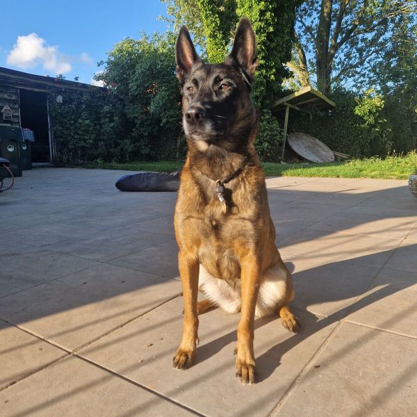 Nala