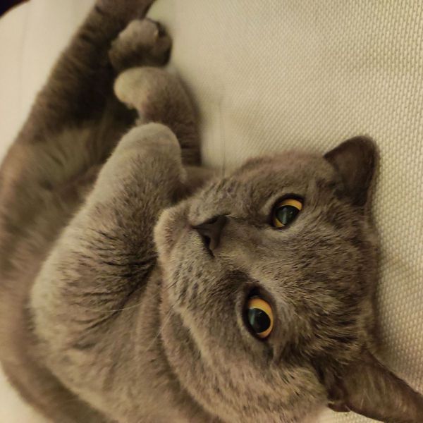 Muis