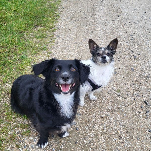 Boef &amp; Dribbel