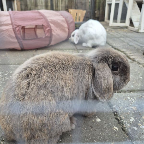 Jacky (mannetje) en Coco (vrouwtje)