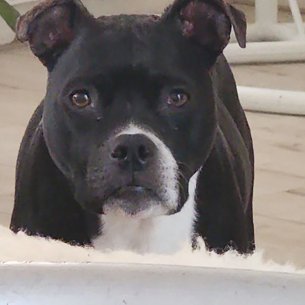 Lola