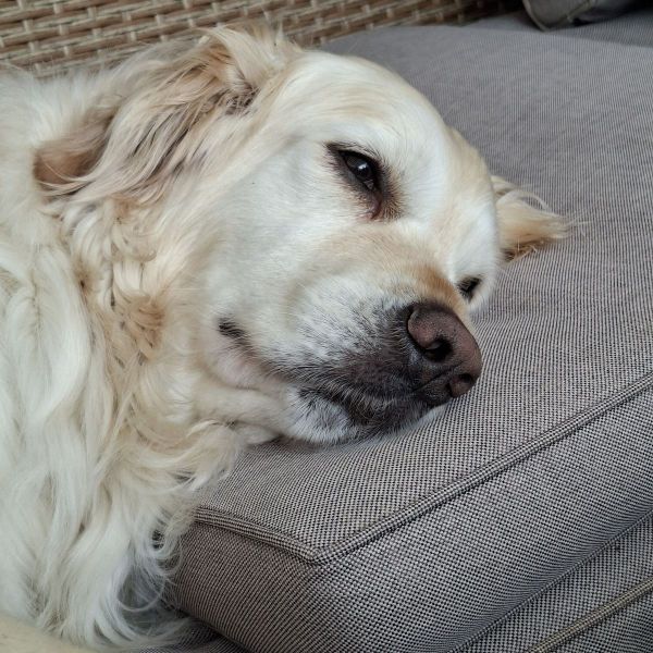 Sam