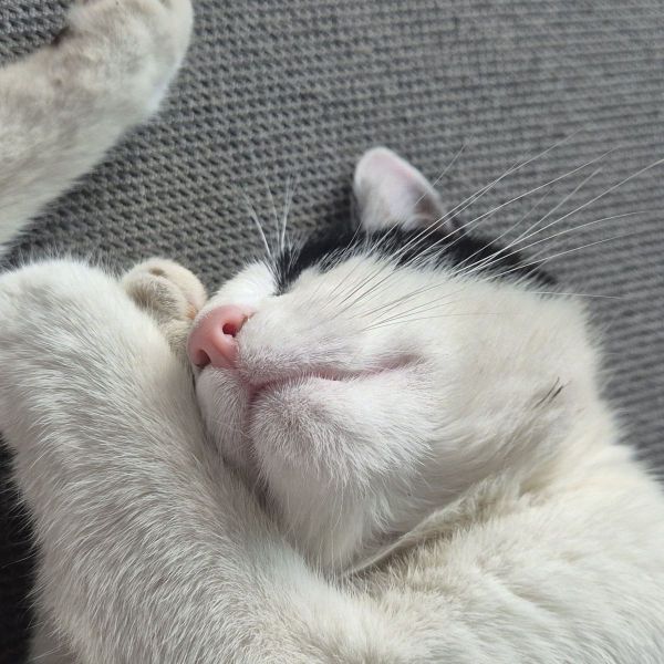 Moosje